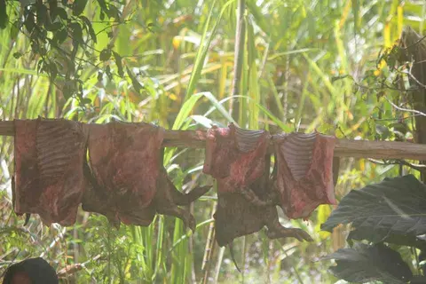 Kutupa make keto loki minikihaleme eki make wala:la:ma:.  / Butchered row pork meats hanged before put into the ground oven.