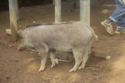 Mo pikisama:ta: ma:na: waka:pena: /  A pig is tied to a pole before butchering