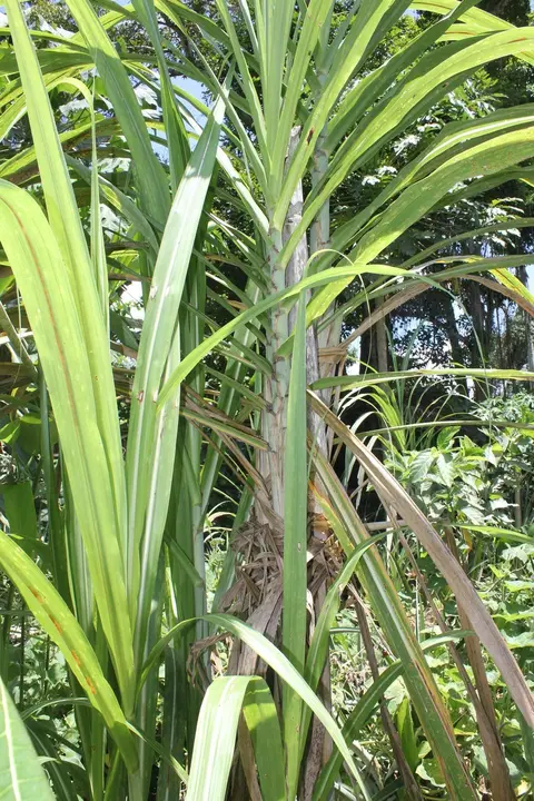 Koto hoki pa:ta:te ankula:siki mendame pota:na: weli kuruku hokinane tepiao pilipimee. payaso pikisata: / Unharevested sugarcane.